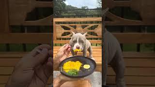 Papinha de Manga com Banana para Marê 