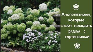  Многолетние травянистые растения, которые стоит посадить рядом с гортензиями