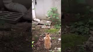 Wow great catch of this rat by cat ||we need concentration like this ||YouTube short video ||