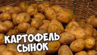 Самые вкусные сорта картофеля  Картофель СЫНОК  Обзор hitsadTV