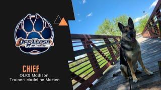 6 Y/O German Shepherd "Chief "| doggy manners| Madison Dog Trainers