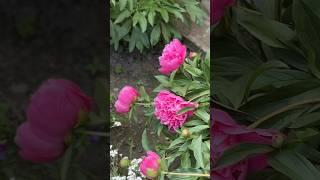 Мои любимые пионы #пионы #деревня #peony