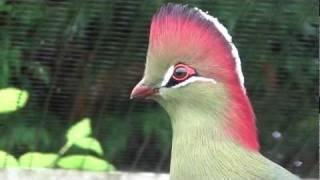 fischer's turaco