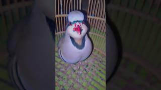 keklik sesi chakor birds my bast hunter birds @KEKLIKASKI @keklik-tv @keklikavikekliksesi