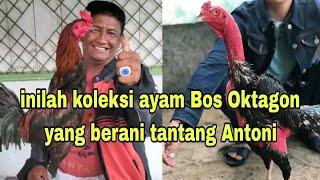 inilah ayam milik Bos Oktagon yang berani tantang antoni