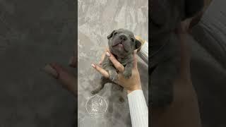 Лиловый щенок французского бульдога. В нашем питомнике родились щенки французских бульдогов