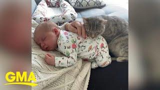 Orphaned cat takes snuggling seriously as the new big sister to her human’s baby