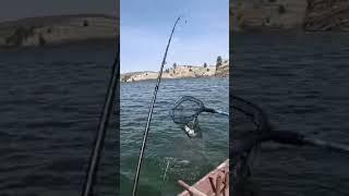 Hammering Walleyes on Alcova Reservoir in Wyoming 2025 #walleyefishing #fishing #wyoming #2025