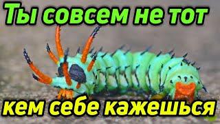 Кто ты на самом деле Самоисследование