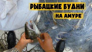 Рыбалка на сети на Амуре. Добыча и выживание. Суровые будни рыбака.