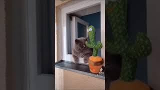 Кот в недорузумении , танцующий кактус Dancing cactus misunderstood cat