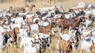 How Do Australian Farmers Raise Millions Of Goats - Australian Farming