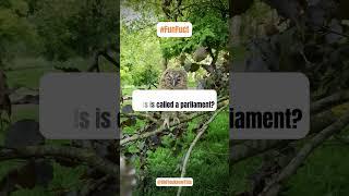  Why Are Owls Called a Parliament? | Fun Fact Revealed! 