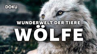 Wunderwelt der Tiere - Wölfe (Wölfe in Europa, Wölfe in Deutschland, Wolf Doku deutsch, Tierdoku)