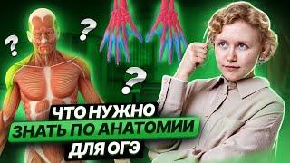 Что нужно знать по анатомии для ОГЭ по биологии? | Умскул