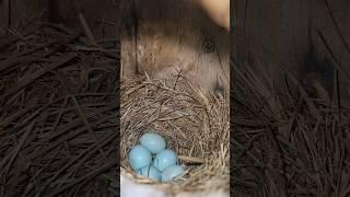 New Neighbors Moved In!  #nature #birds #bluebird