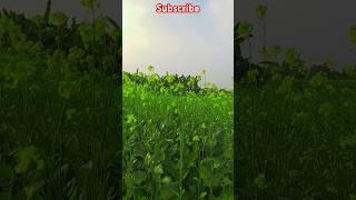 India funny short#song #music #love #bollywood #hindi song #dialogue #comedy  #youtube