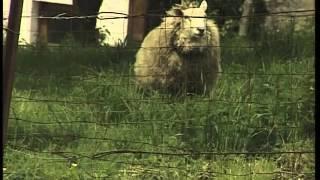 Village de Le Mesnil - Viroinval - Reportage "Je t'aime, mais pas trop près"