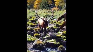 Palmy always showing off  #bullelk  #elk101 #elk #elkbugle #elkrut #elkhunting #elkseason