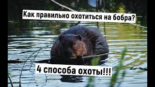 Как правильно охотиться на бобра? 4 способа охоты на бобра. #охота_на_бобра #Охота