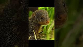 Meerkat Seeks Guardian #wildlife #animals #shorts #video #meerkat #hunting #nature #cute