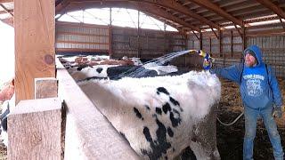 The Cows Get A Spa Day! Hoof Trimming and Treatment On A Dairy Farm!