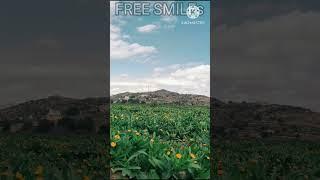 #freesmiles