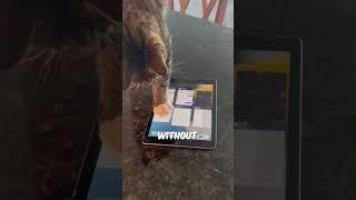 This cat knows how to use an iPad  #shorts