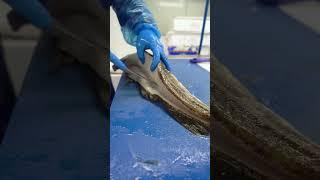 Filleting Skrei Cod