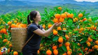 Harvesting Kumquat Goes To Market Sell | Harvesting And Cooking | Lý Tiểu Vân