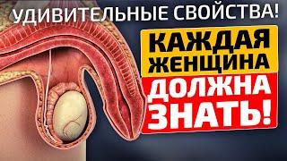 Поражает на что способно это обычное растение! Шалфей лечебные свойства и противопоказания