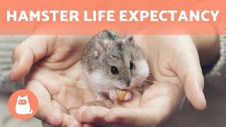 How Long Do HAMSTERS LIVE?  Average Hamster Life Expectancy