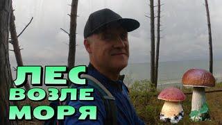 Лес возле моря. Иду за грибами и просто гулять, чуток Белые грибы | Октябрь 2024, Латвия