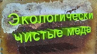 Профессор Кашковский про экологически чистые меда