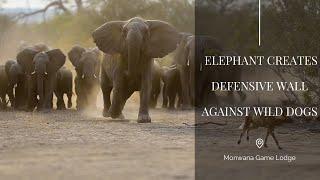 Elephants create defensive wall against wild dogs | Monwana Game Lodge | South Africa