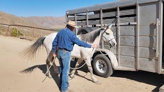 First Groundwork Exercise for Your New Horse