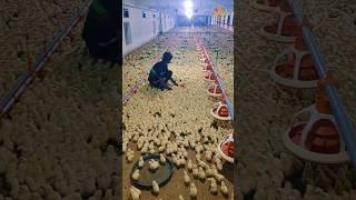 chicks #animals #broilerchicken #shortsvideo #viral #poultry #shorts