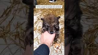 The man found a wolf cub alone and then raised it #shorts