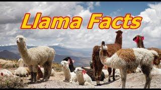 7 Facts About Llamas & Magnate Definition from Mentalfloss