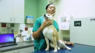 Camp Zama Veterinary Treatment Facility under construction