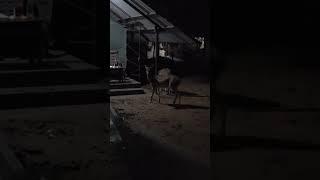 Deer visited our Tent for a Meal :)