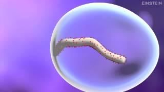 How Ebola Virus Infects a Cell