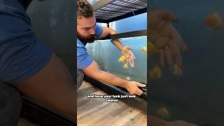 How to clean a goldfish tank