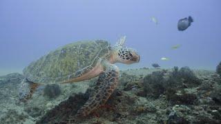 Green sea turtle, Mozambique | 1080HD, 4K, 24 FPS, 60 FPS, Slog2