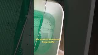 Thu hoạch cá bảy màu con Ivory bds HM | 82 Guppy