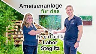 ANTSTORE im Freilandlabor Steglitz - Messor barbarus Anlage