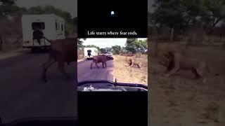 Life starts where fear ends #motivation #lion #animals #life #shorts #viral #attitude
