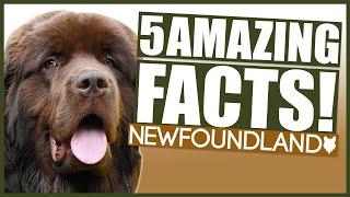 NEWFOUNDLAND! 5 Incredible Facts About The Newfoundland!