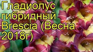 Гладиолус гибридный (Brescia). Краткий обзор, описание характеристик, где купить луковицы