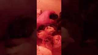 цыплята суточные породы Амераукана